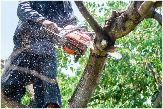 tree services Juana Díaz